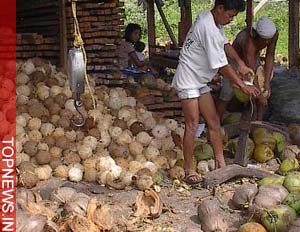 Coconut husks used to make cars